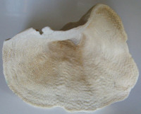 Turbinaria reniformis